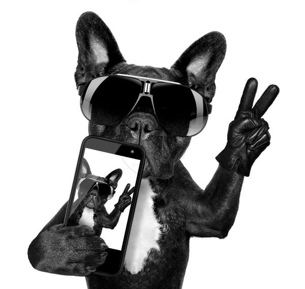 Producto - Animales 002