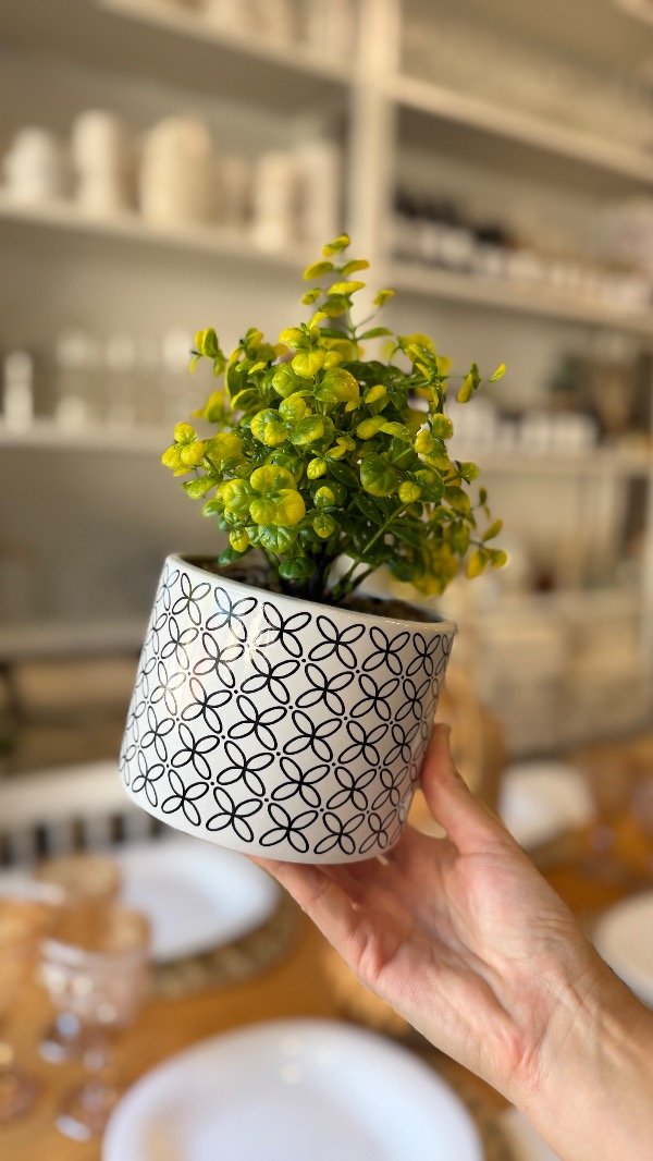 Producto - Planta XL