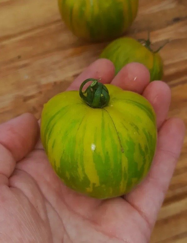 Producto - 15 Semillas de Tomate Lucinda