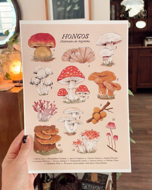 Producto - Lámina Hongos Habitantes de Argentina