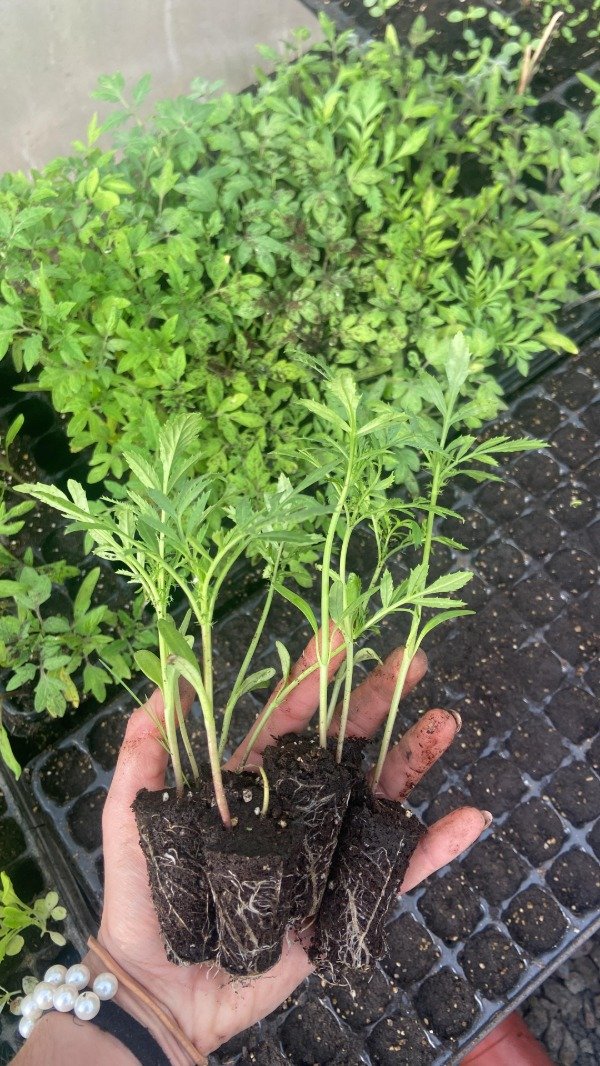 Producto - Plantines de copete gigante