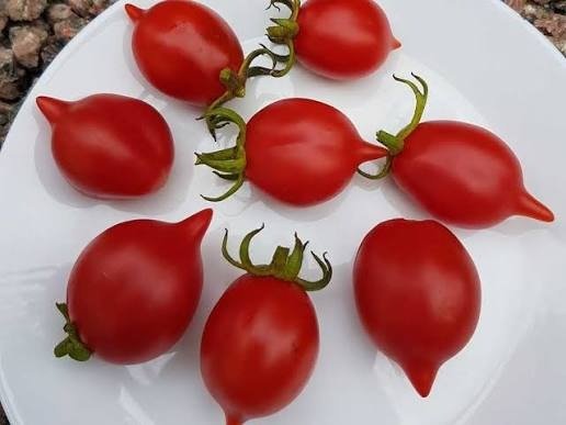 Producto - Tomate vesubio rojo - 0