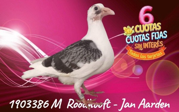 Producto - 1903386 M Roodhooft Jan Aarden