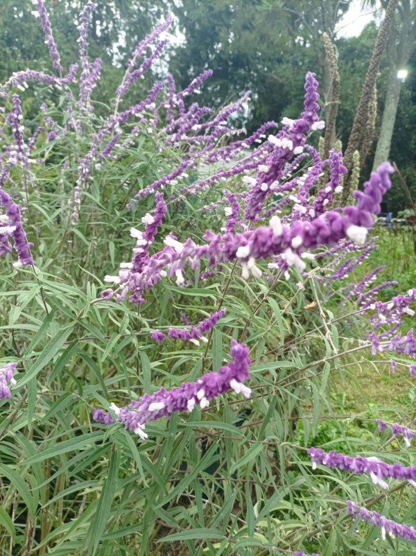 Producto - Salvia leucantha