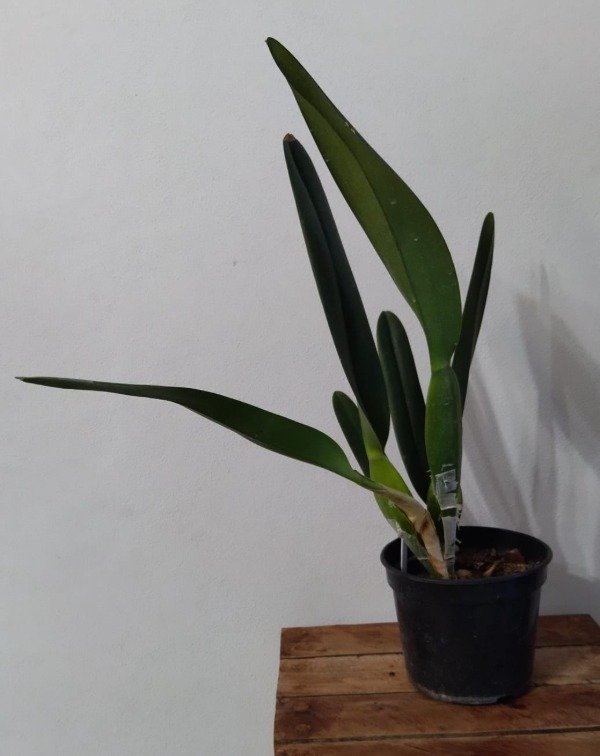 Producto - laelia Purpurata Carnea - 3