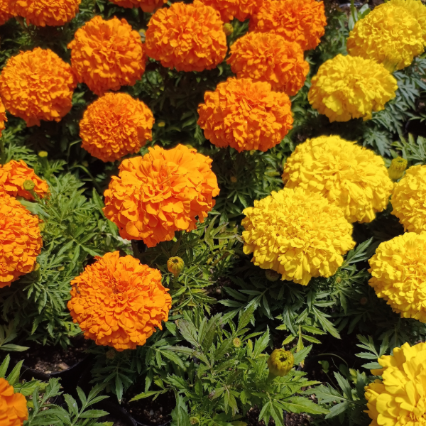 Producto - PROMO 10 Copetones - Tagete