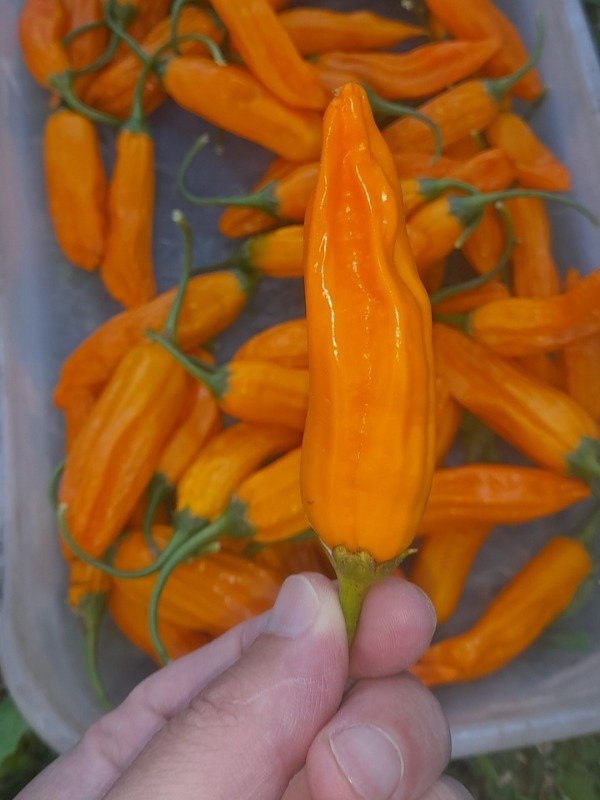 Producto - 15 Semillas de Ají Cito - 1