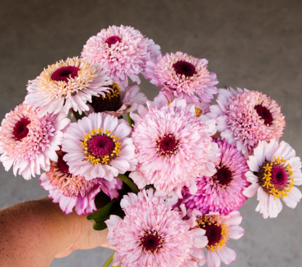 Producto - Zinnia Elegans Zinderella Lilac - 1