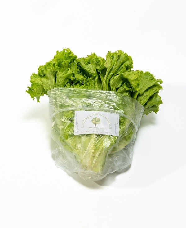 Producto - Planta de Lechuga crespa