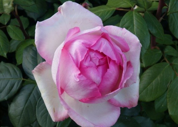 Producto - Honoré de Balzac