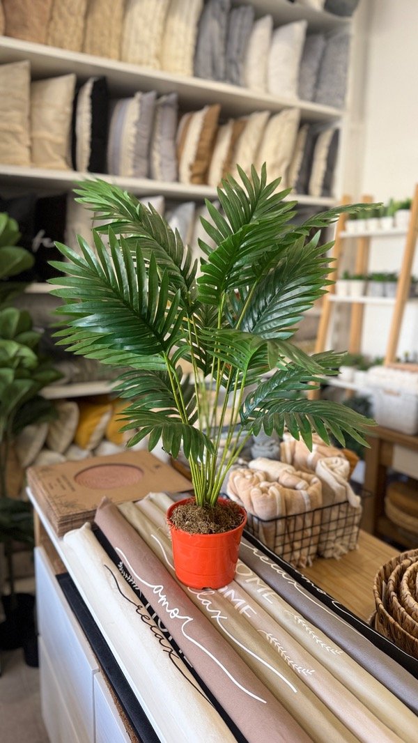 Producto - Palmera Mediana
