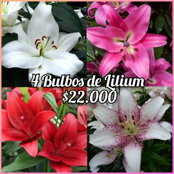 Producto - Promocion 4 Lilium