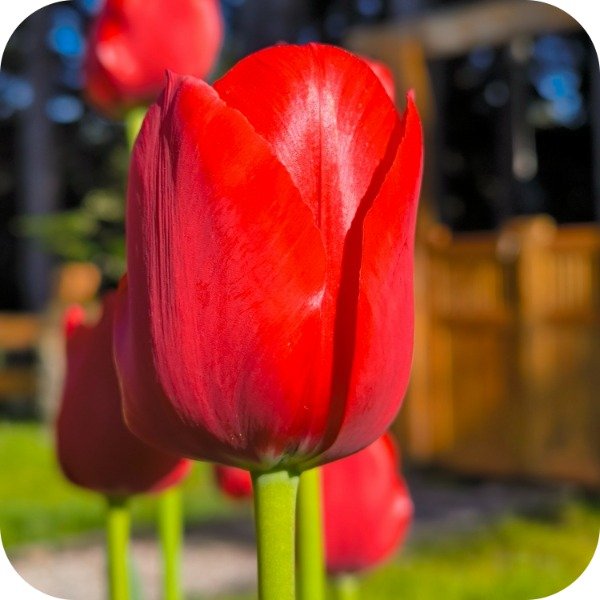 Producto - Ile de France - Pack x 10 bulbos