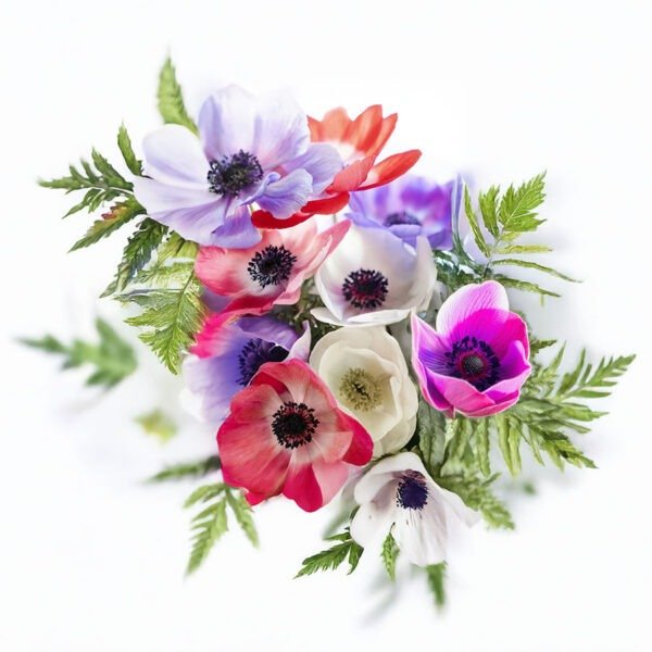 Producto - Anemona mix otoño