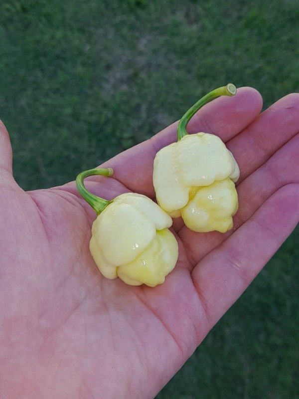 Producto - 10 Semillas de Ají Pink Tiger x Moruga Yellow (Feno Blanco)