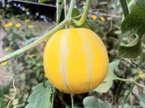 Producto - Melón Chino