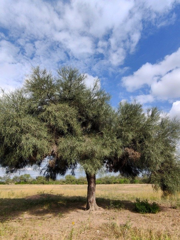 Producto - ITIN / BARBA DE TIGRE (Neltuma kuntzeii)