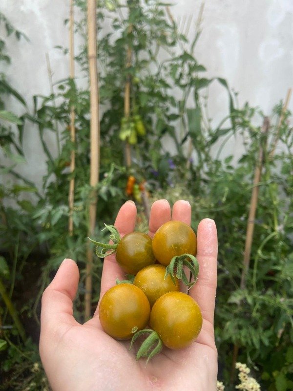 Producto - Semillas agroecologicas de tomate cherry dorado