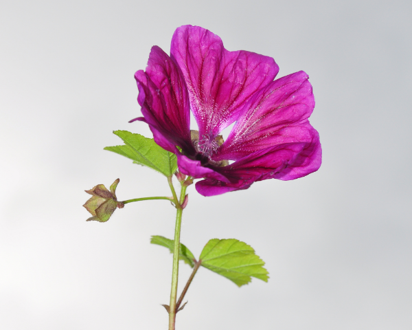 Producto - Semillas De Malva Sylvestris Mauritiana - 1