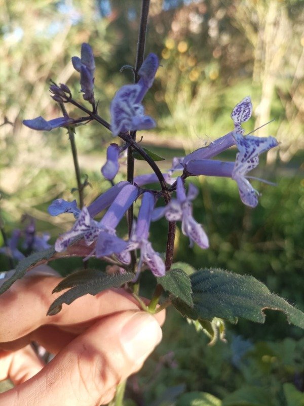 Producto - Plectranthus Mona Lavender