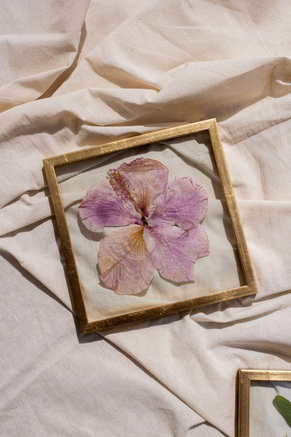 Producto - Rosa China