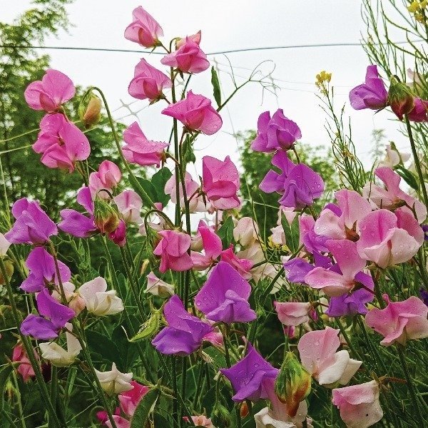 Producto - Arvejilla perfumada - Lathyrus Odoratus - Sweet pea - Mix