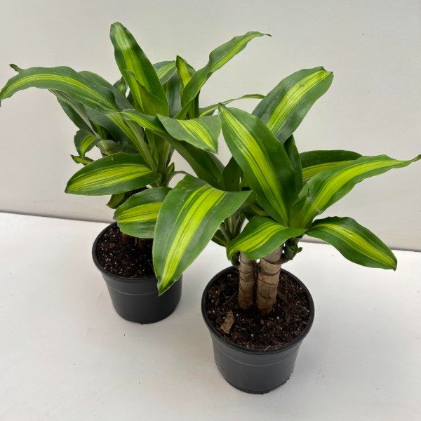 Producto - Palo de Agua / Dracaena Fragans