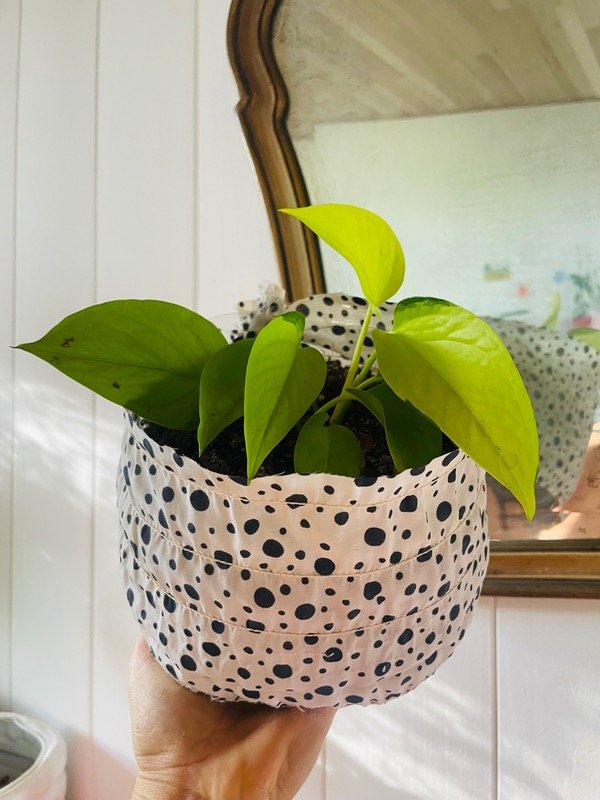 Producto - Potus lemon Yayoi Kusama