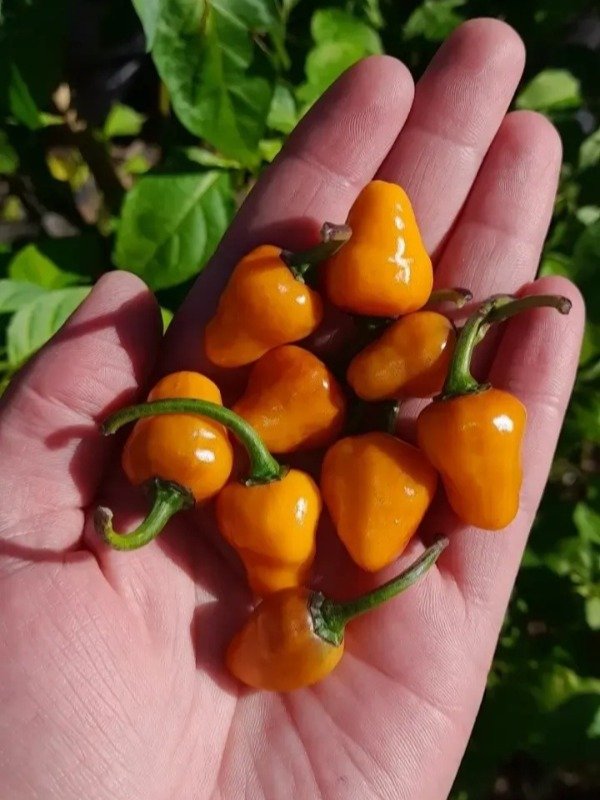 Producto - 15 semillas de Ají Ornamental Golden Nugget