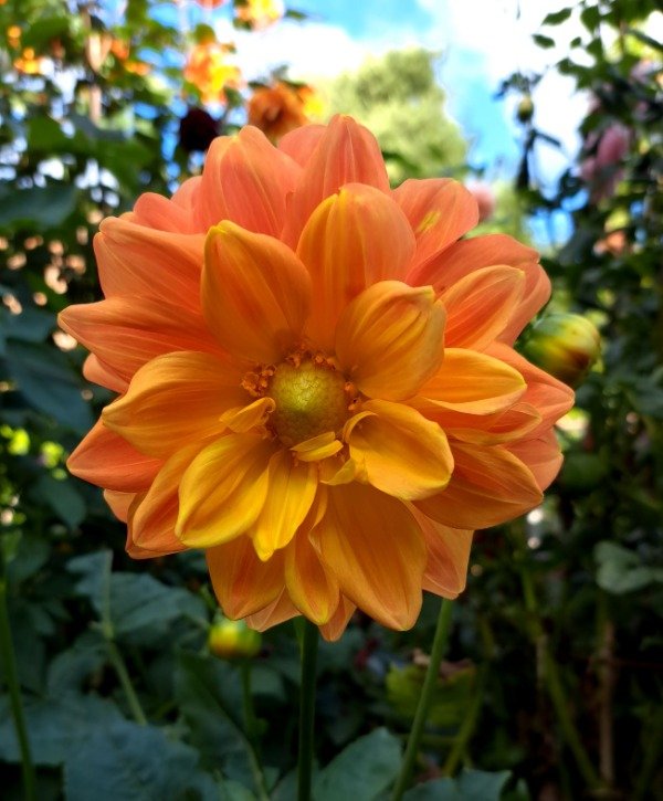 Producto - DAHLIA ACE SUMMER SUNSET