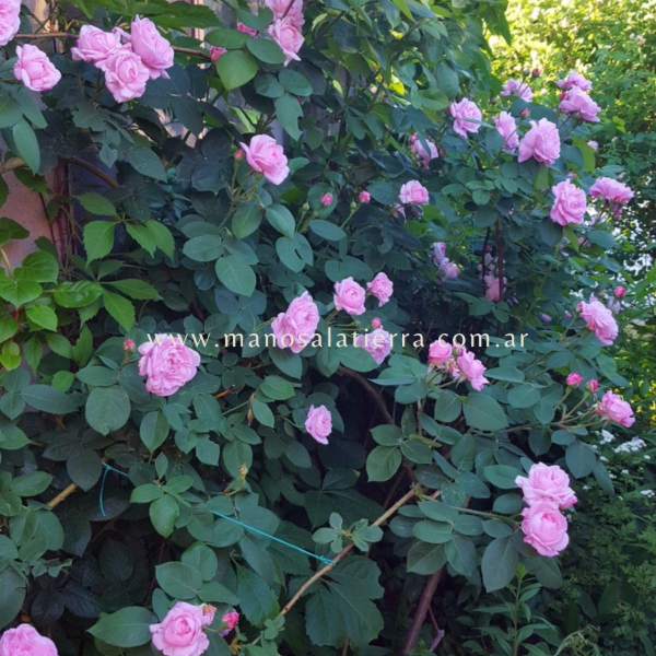 Producto - Rosal Fantin Latour - 7