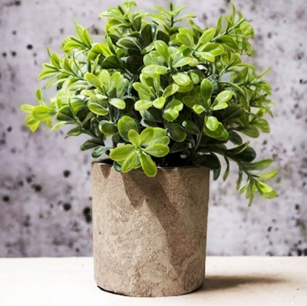 Producto - Mini planta con maceta de cemento