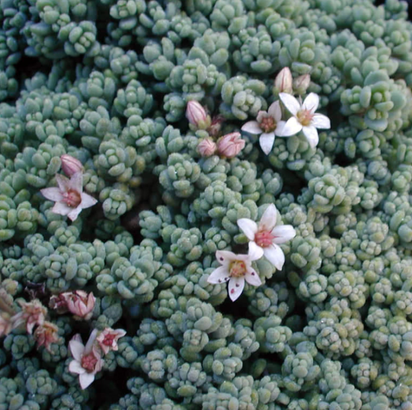 Producto - Sedum dasyphyllum 0,75 L (M12) - 1