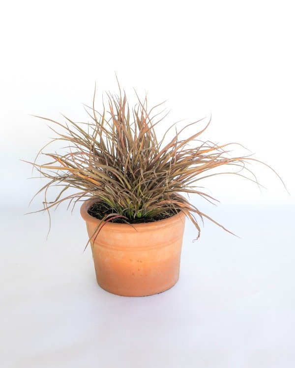 Producto - Phormium Jack Spratt