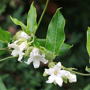 Producto - Araujia seracifera (Tasi)