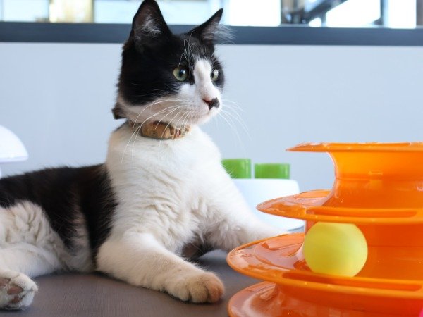 Producto - juguete gato 3 niveles