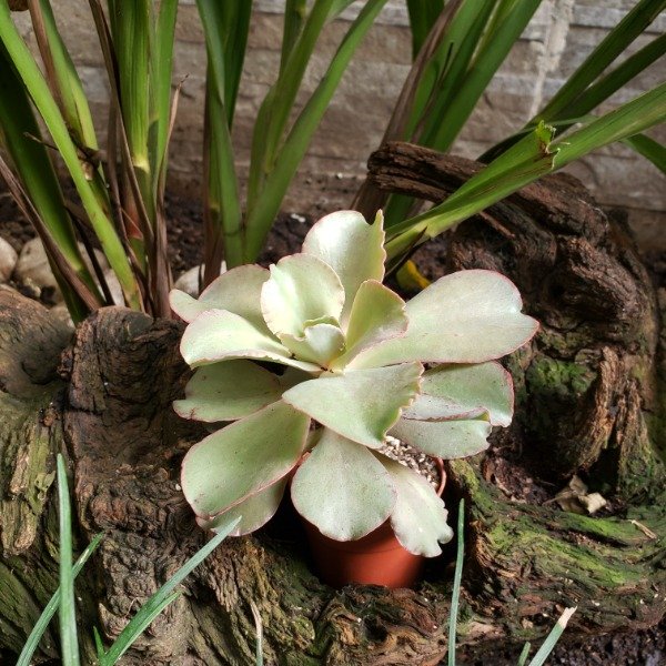 Producto - Echeveria curls
