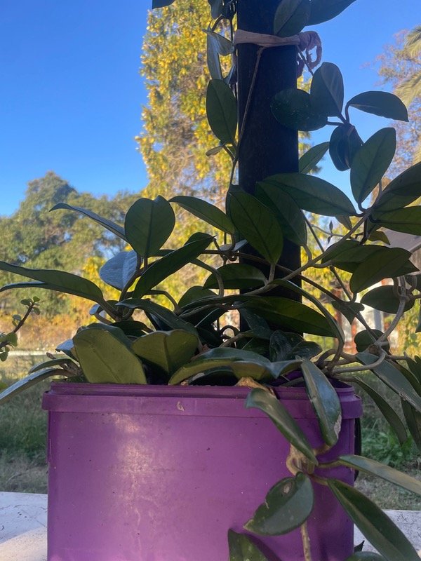 Producto - Hoya carnosa- flor de cera