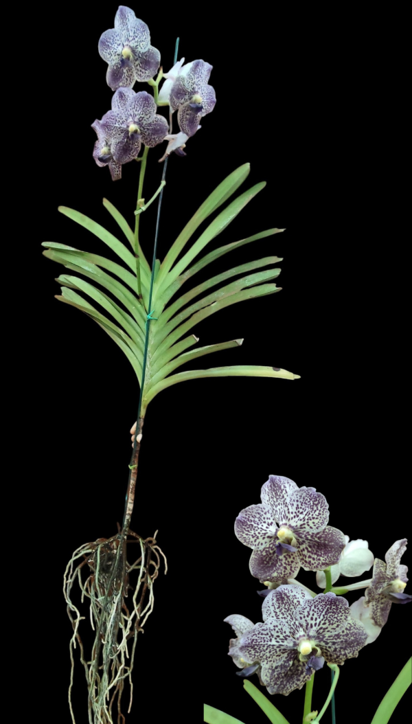 Producto - Vanda