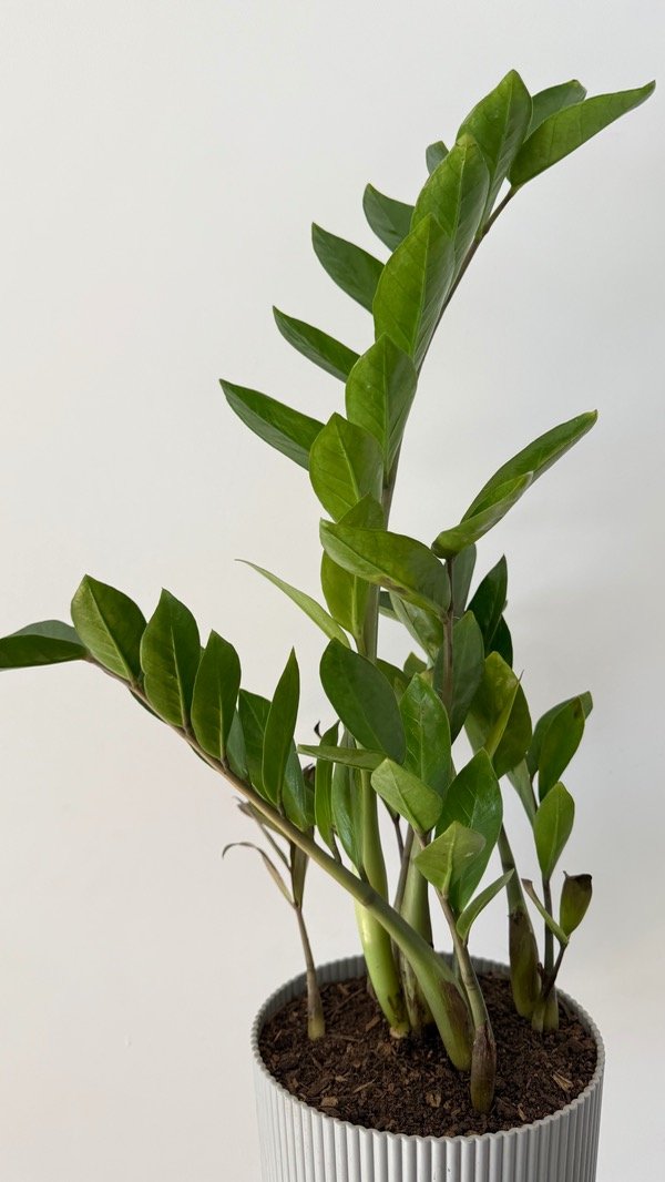 Producto - Zamioculca