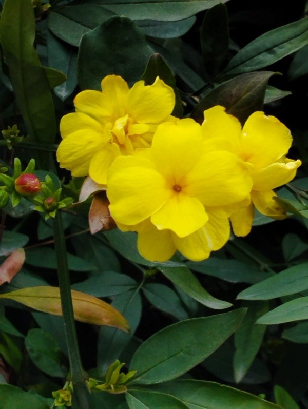 Producto - Jazmín amarillo