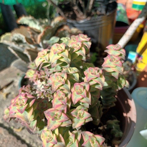 Producto - Crassula perforata - 3