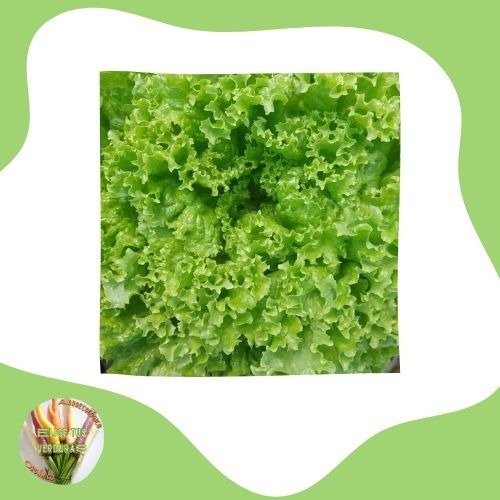 Producto - Lechuga crespa - 1paquete