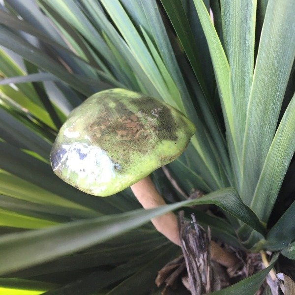 Producto - verde lima