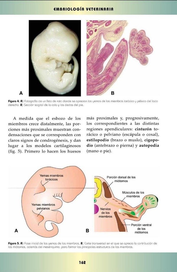 Producto - Gil Cano: Embriología Veterinaria - 4