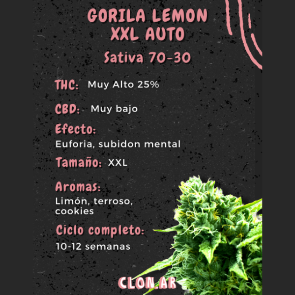 Producto - SEMILLA CLONAR GORILLA LEMON XXL