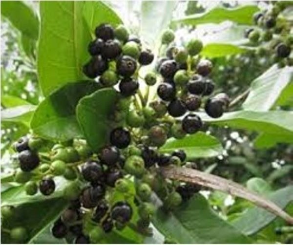 Producto - Planta de Pimienta de Jamaica