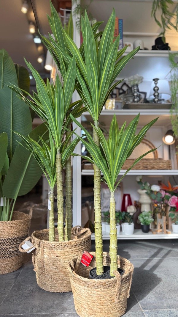 Producto - Planta Dracena x 2 con maceta 1.20m