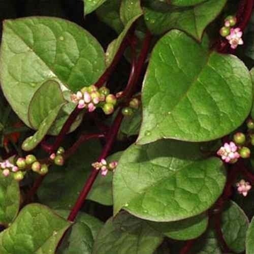 Producto - Espinaca Malabar