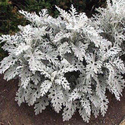 Producto - Semillas De Cineraria Maritima (cenizas De Plata) - 1